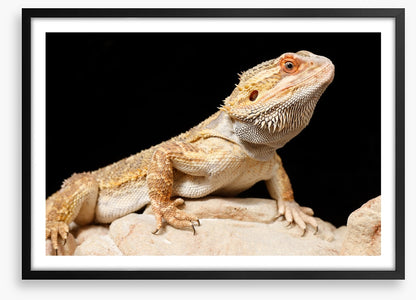Bearded dragon
