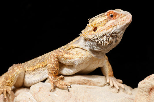 Bearded dragon