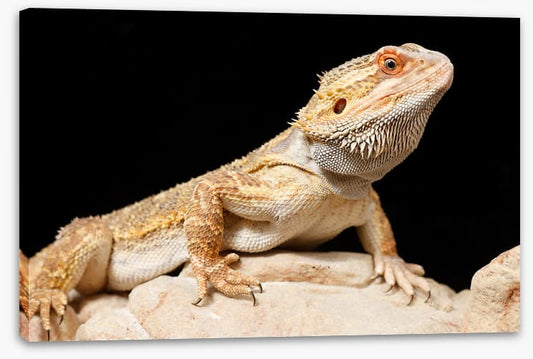 Bearded dragon