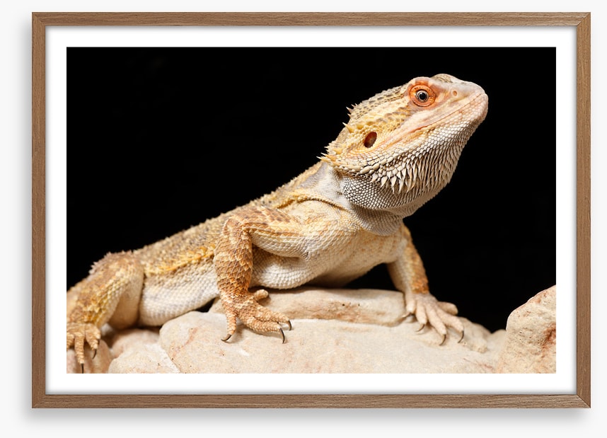 Bearded dragon