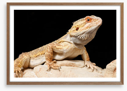 Bearded dragon