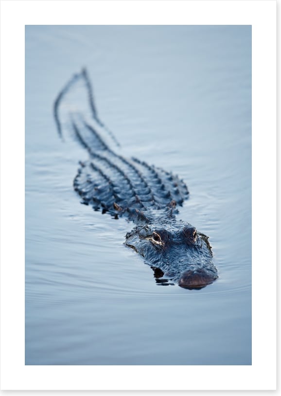Reptiles / Amphibian