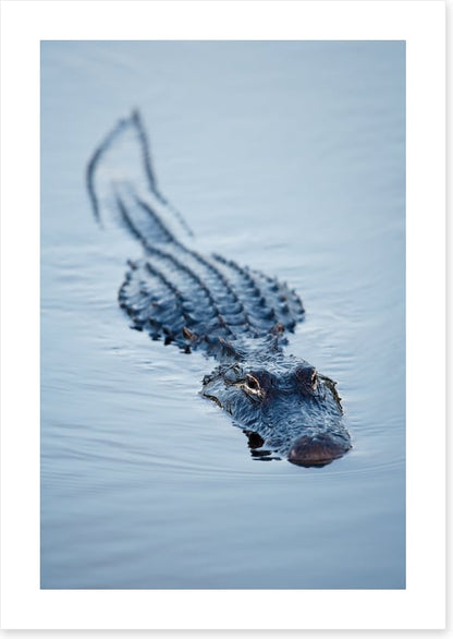 Reptiles / Amphibian