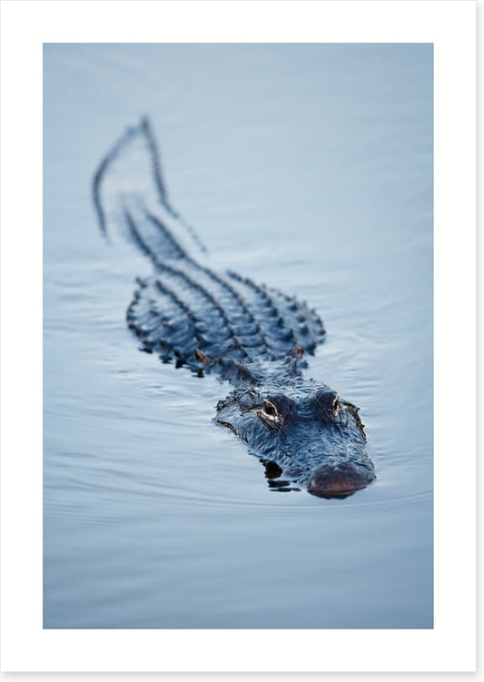 Reptiles / Amphibian