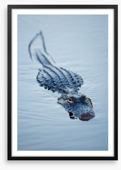 Reptiles / Amphibian