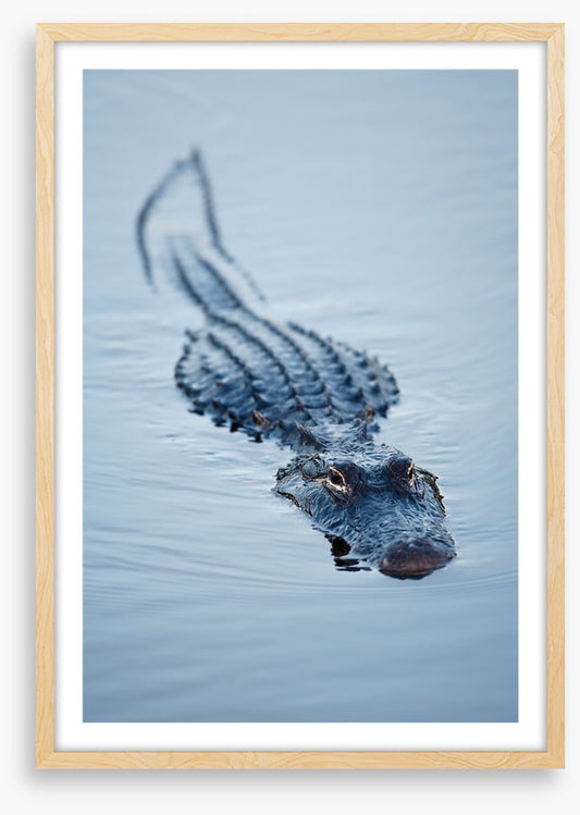 Reptiles / Amphibian