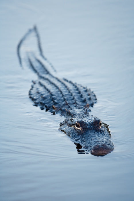 Reptiles / Amphibian