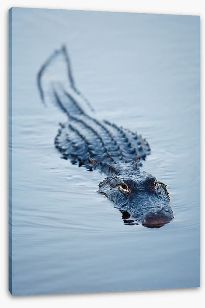 Reptiles / Amphibian