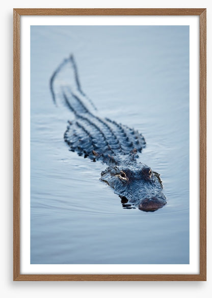 Reptiles / Amphibian