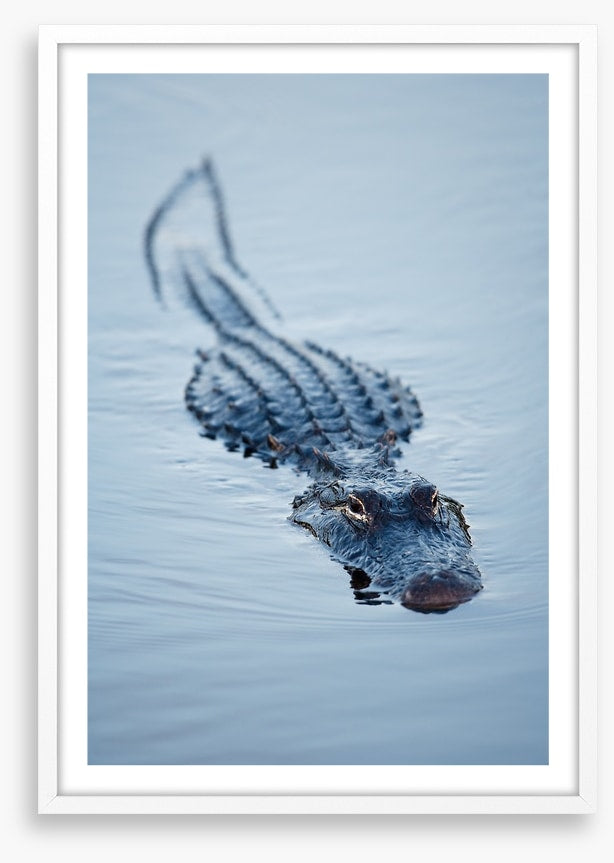 Reptiles / Amphibian