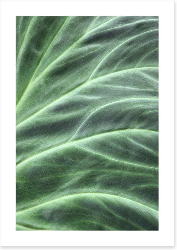 Leaves