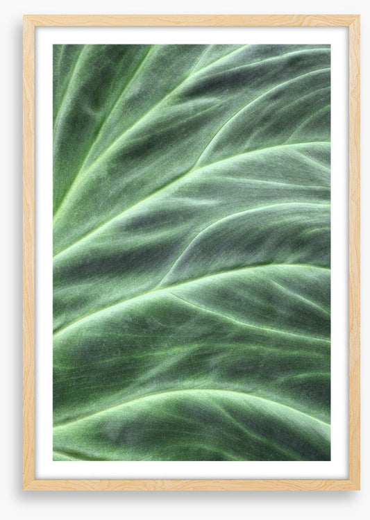 Leaves