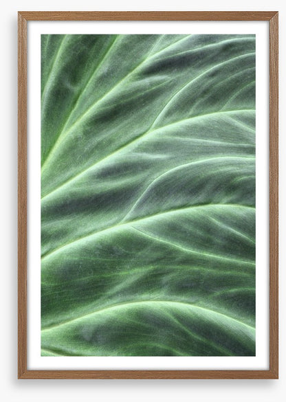 Leaves