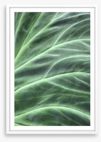 Leaves