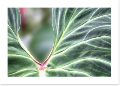 Leaves