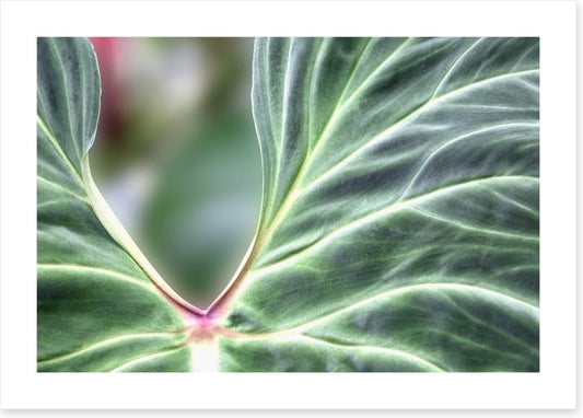Leaves