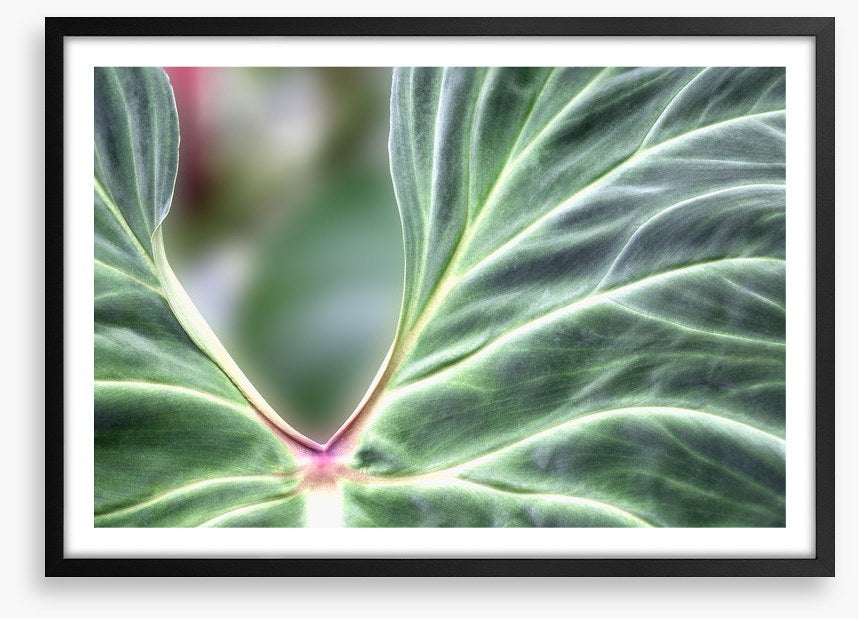 Leaves