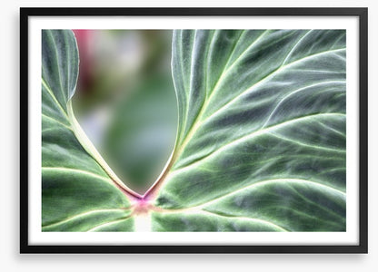Leaves
