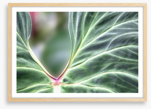Leaves