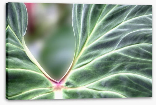 Leaves