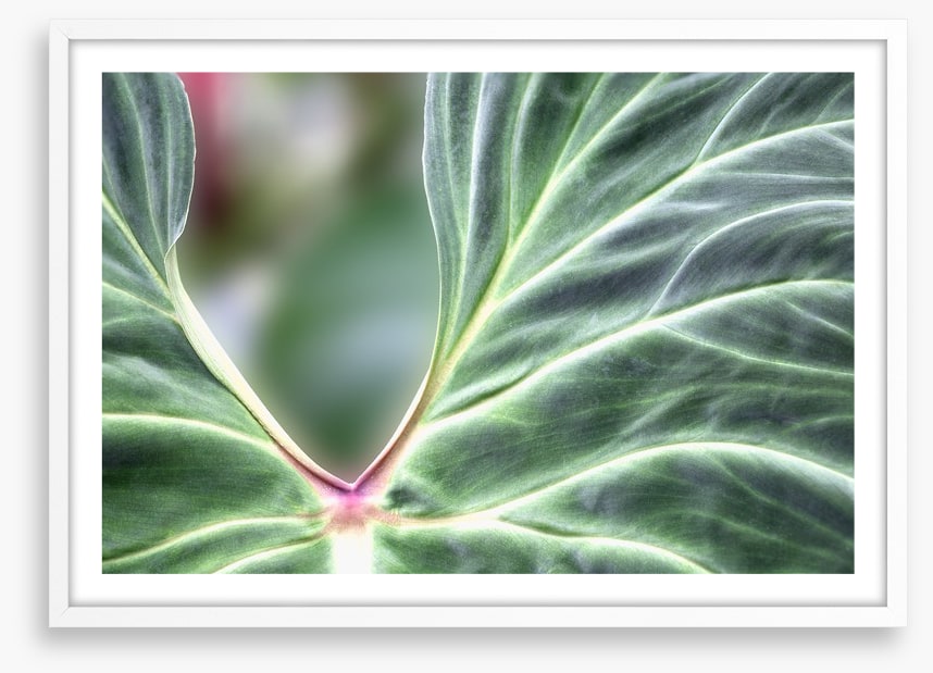 Leaves