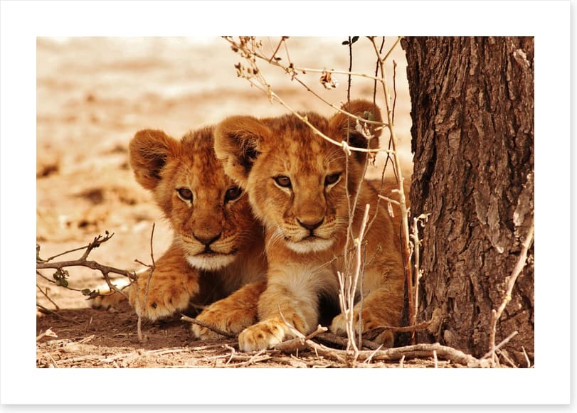 Safari siblings