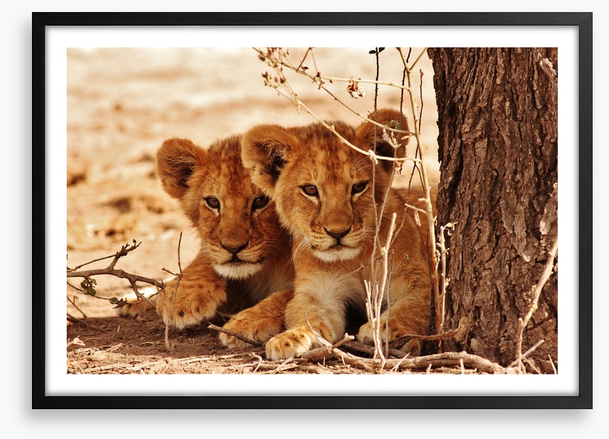 Safari siblings