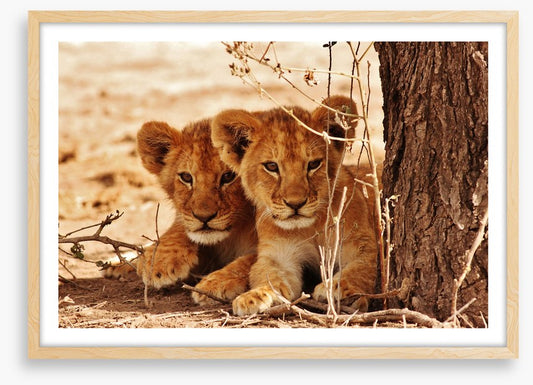 Safari siblings