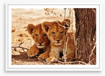 Safari siblings