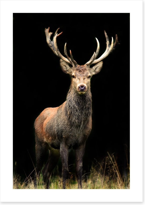 Deer in the night