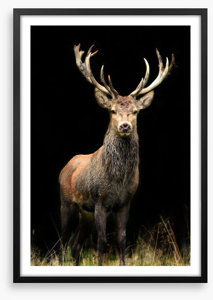 Deer in the night