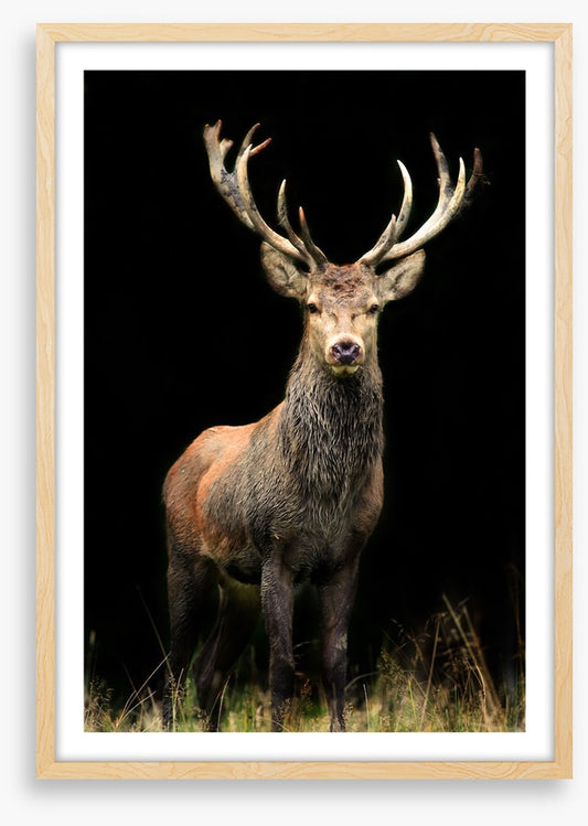 Deer in the night