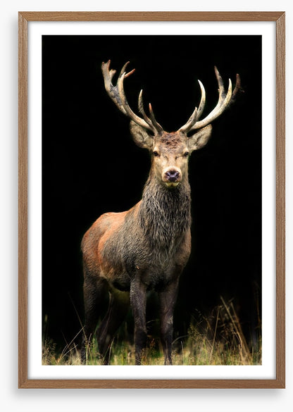 Deer in the night