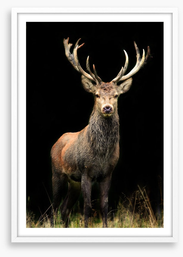 Deer in the night