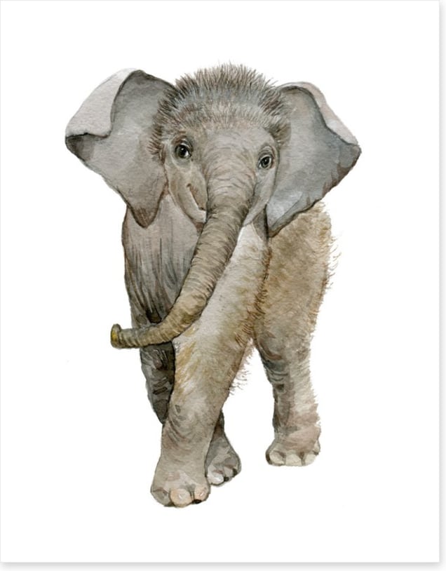 Elephant fuzz