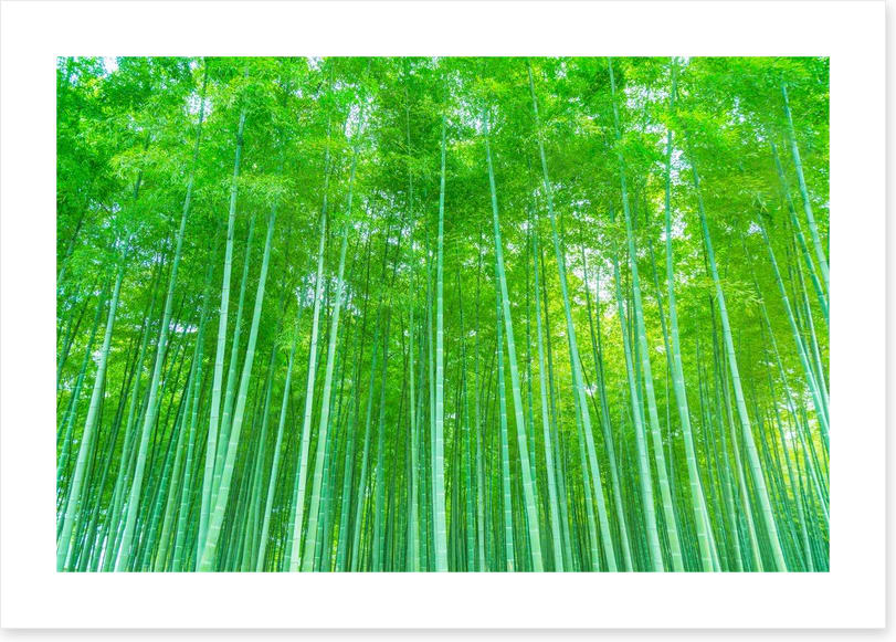 Luminous bamboo forest