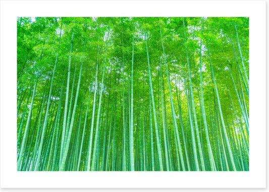 Luminous bamboo forest
