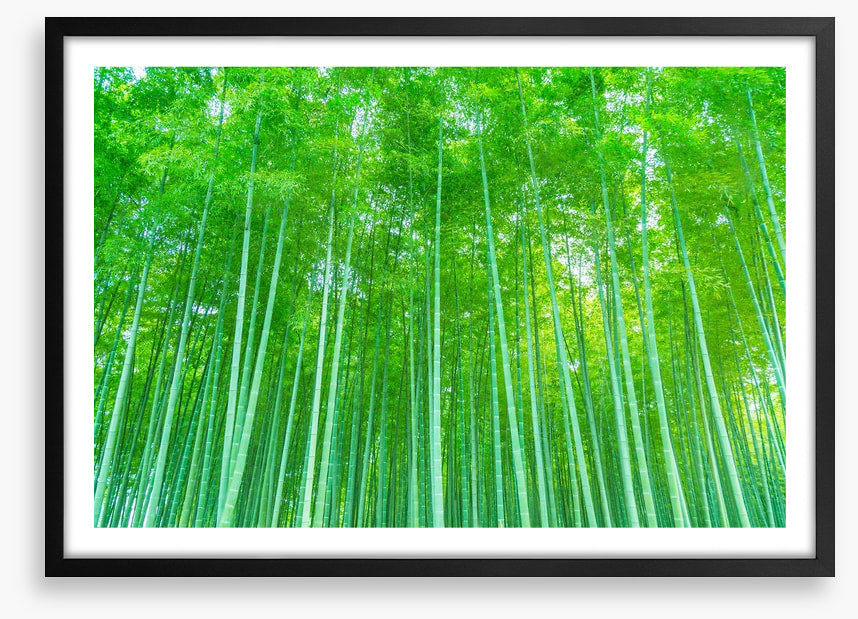 Luminous bamboo forest