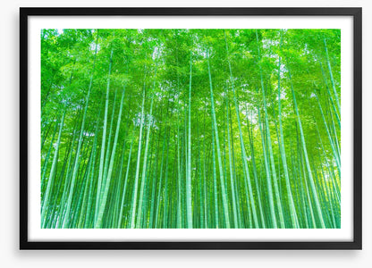 Luminous bamboo forest