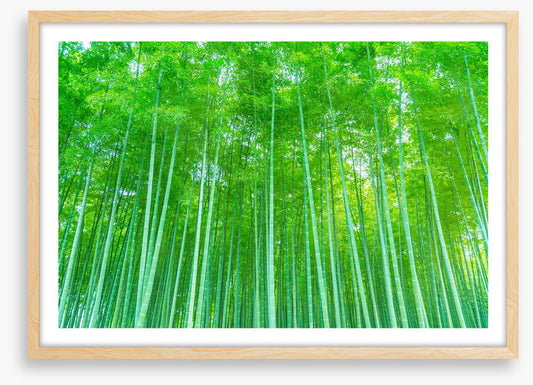 Luminous bamboo forest