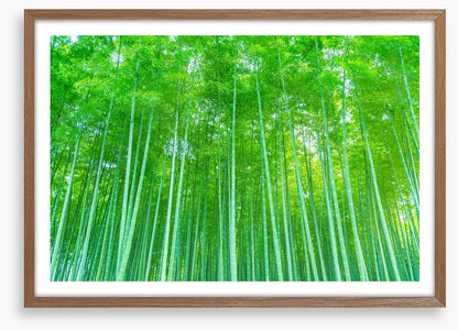 Luminous bamboo forest