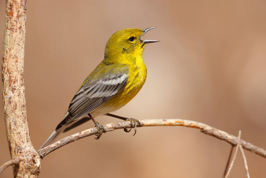 Birds