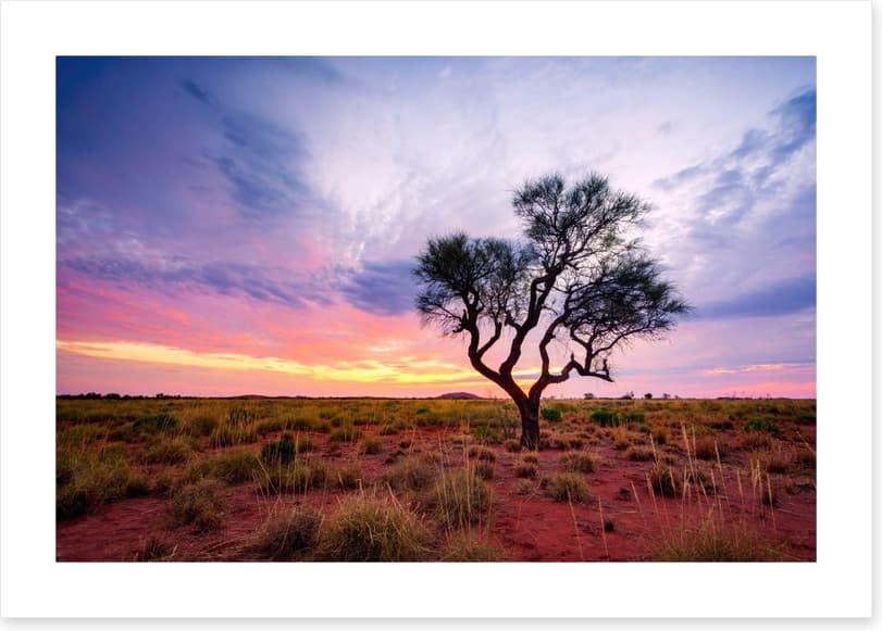 Lonely Hakea tree