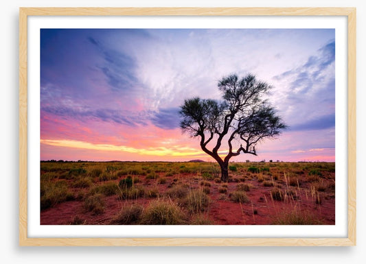 Lonely Hakea tree