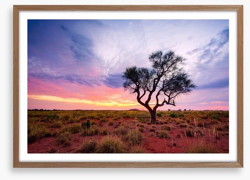 Lonely Hakea tree