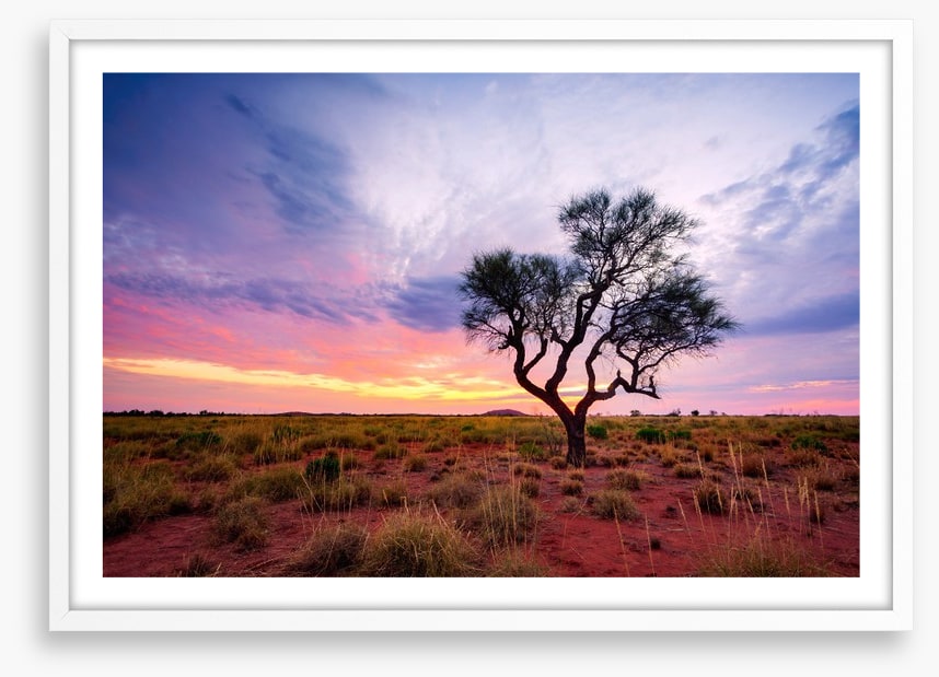 Lonely Hakea tree