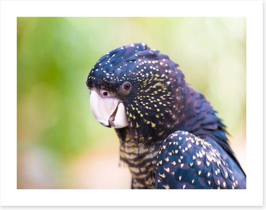 Cocky black cockatoo