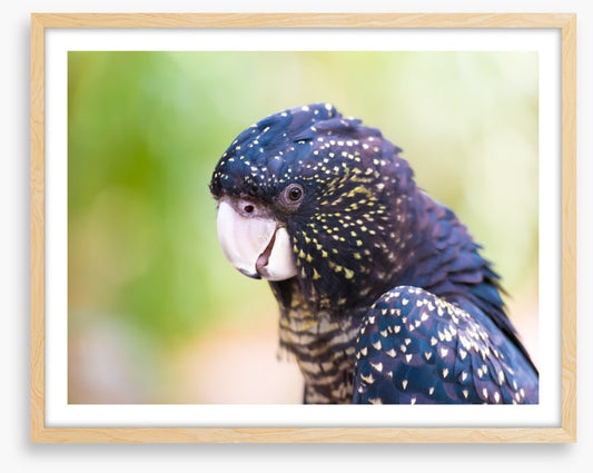Cocky black cockatoo