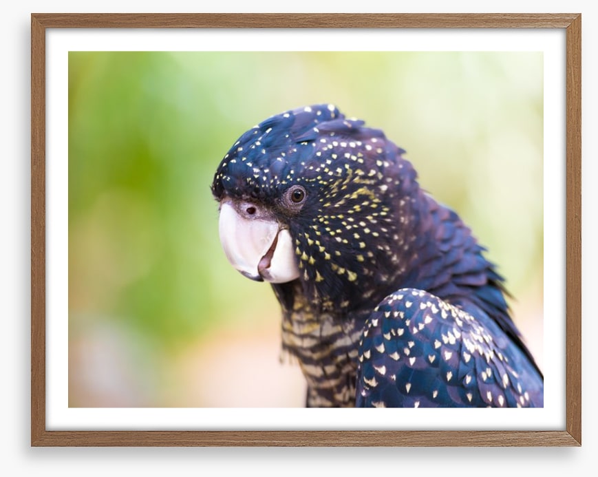 Cocky black cockatoo