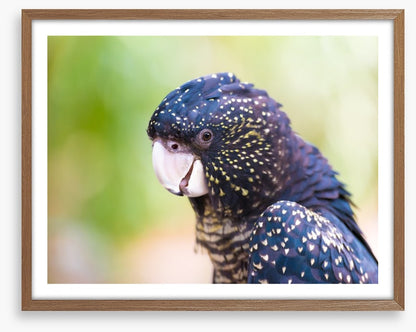Cocky black cockatoo